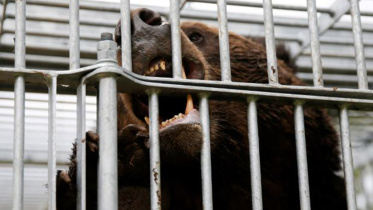 japan_bear.jpg