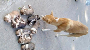 puppies