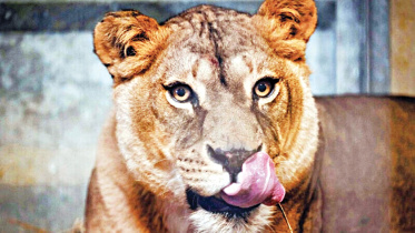 lion.jpg