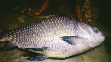 fish.jpg