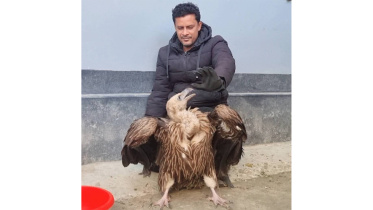 vulture-sirajganj.jpg