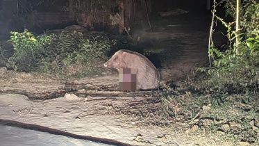 boar.jpg