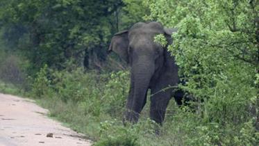 elephants.jpg