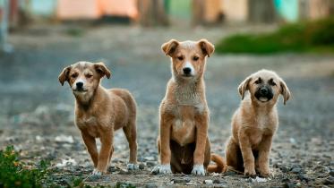 Cold weather puts animals at risk—here’s what you can do