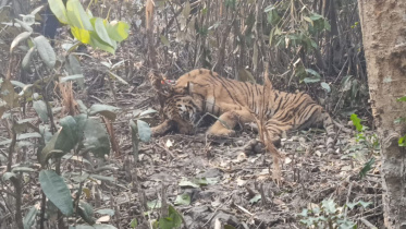 tiger-home.jpg