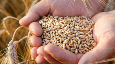 Food grain.jpg