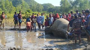 elephant dead.jpg