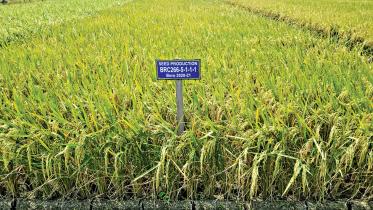 What is 'diabetic rice'?