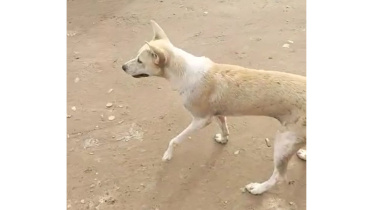 Dog.jpg