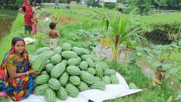 watermelon cultivation in fish farms  