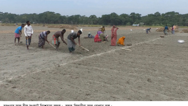 Edited--Barguna Potato Seed Crisis.jpg