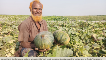 Edited--Early variety pumpkin farming.jpg