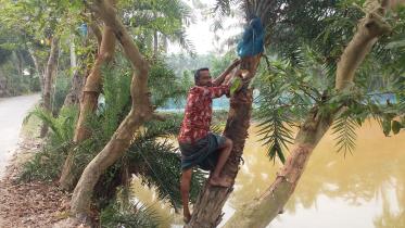 Demand for Date Palm Sap Soars in Bagerhat as Winter Deepens _9bc7.jpg