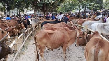 sacrificial animals