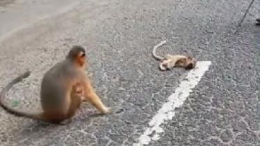 Endangered wildlife crash unabated in Satchari UPDATED_4482.jpg