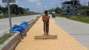 Rangpur-Dhaka highway turns into makeshift maize yard.jpg