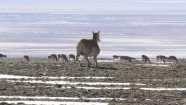 Soft-robot antelope.jpg