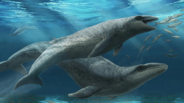 Soft-whale.jpg