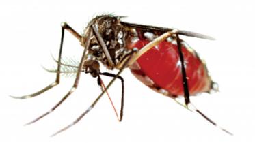 Dengue.jpg
