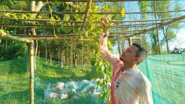 mango-orchard-special.jpg