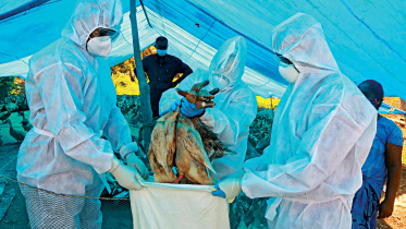 h5n8-bird-flu.jpg
