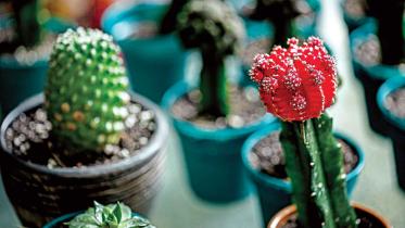 succulent4.jpg