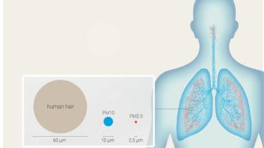 lung.jpg