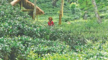 Tea garden.jpg