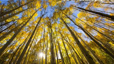 o-FORESTS-900.jpg