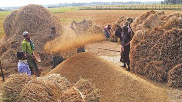 rice-farmers.jpg