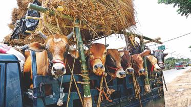 Sacrificial cows