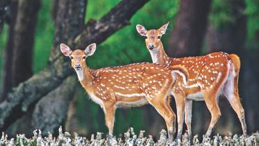 Sundarbans