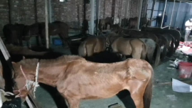 Horses rescued.png