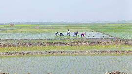Chalan-beel4.jpg