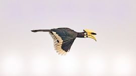 Satchari-National-Park.jpg
