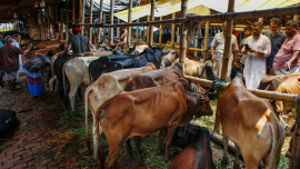 ED_1__Cattle_Market.jpg
