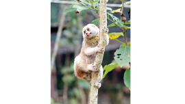 slow_loris.jpg