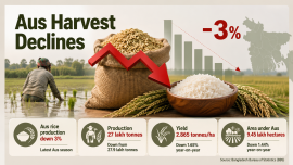 Aus rice production decline in Bangladesh 2026