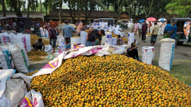 Current market prices of Tk 300 to Tk 600 per “pon”, combined with near-zero production costs, have made the crop exceptionally reliable. Photo: Star