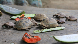 Yellow tortoise.png