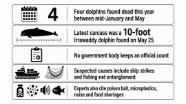 kuakata-dead-dolphin.jpg