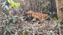 What should happen to rescued tigers after recovery?
