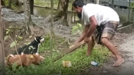 DogKilling_Patuakhali.jpg