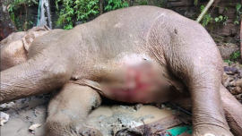 The elephant, estimated to be between 20 and 25 years old, died around 9:45am. Photo: Collected