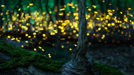 Firefly_.png