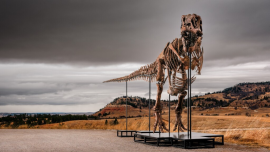 Gus the T Rex