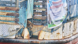 She was in no hurry to leave the crate. Forest officials shouted, splashed water and waited nearly an hour before she finally stepped out. Photo: Habibur Rahman