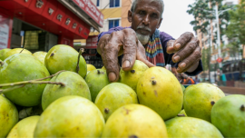 mangoes of Bangladesh.png
