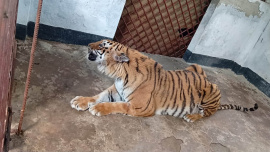 tigress.jpg