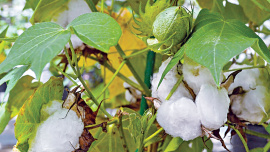 CottonPort.jpg
